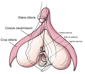 7 lucruri interesante despre clitoris (1)